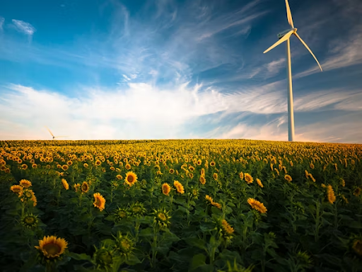 Sun flower field